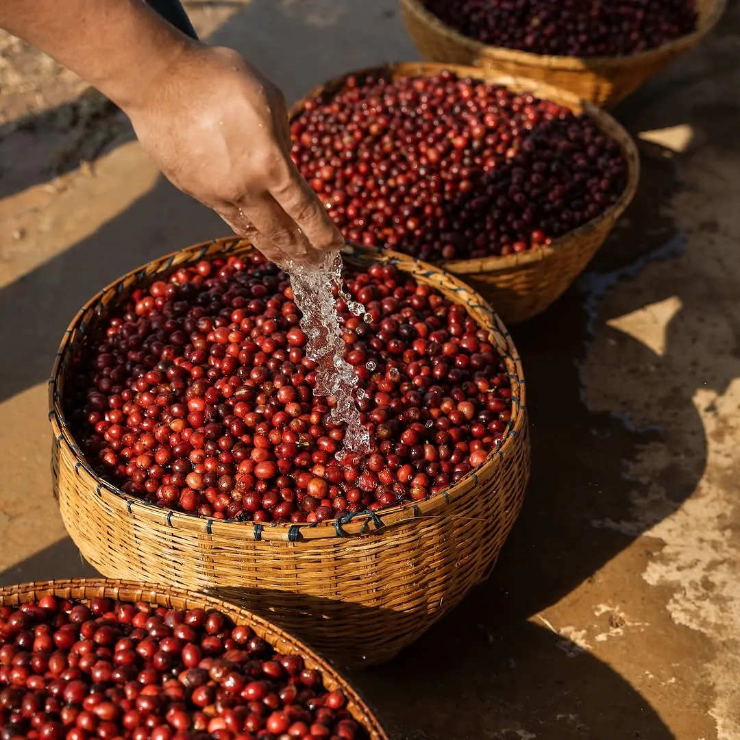 Freshly washed coffee cherries being rinsed by hand at a Karnataka estate