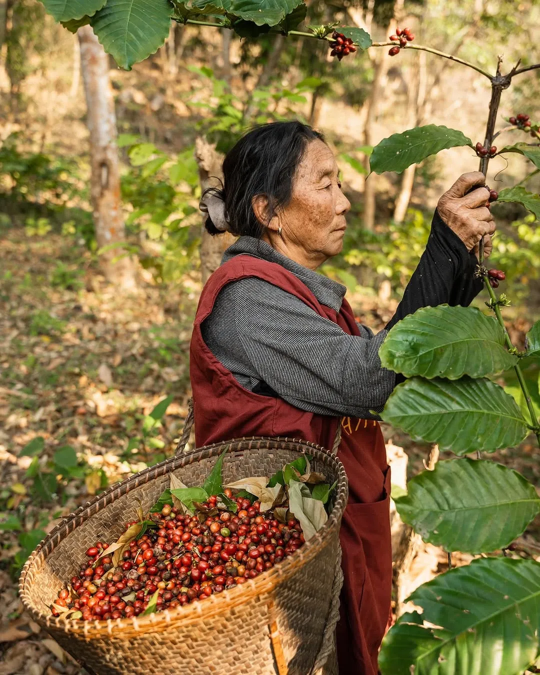 A farmer hand-picking ripe coffee cherries from a shade-grown Arabica tree in Assam