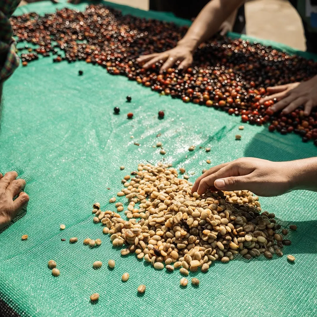 Sun-dried green coffee beans being sorted on a drying mesh in Koraput, Odisha