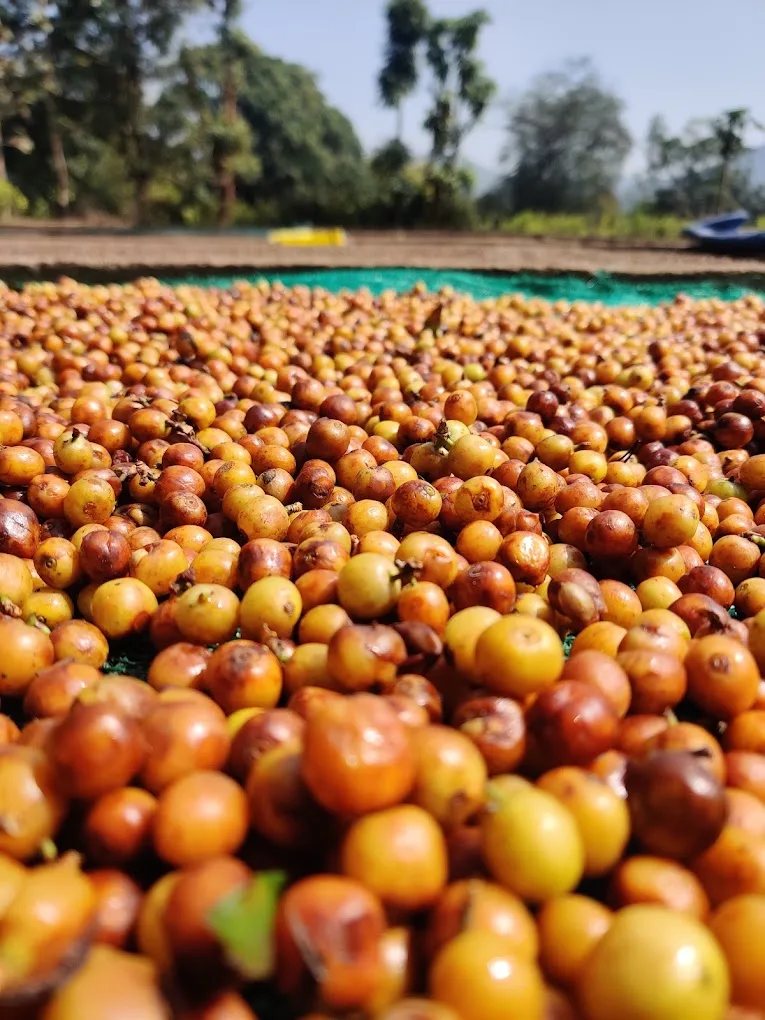 Natural-process Koraput coffee cherries drying on raised beds in Odisha