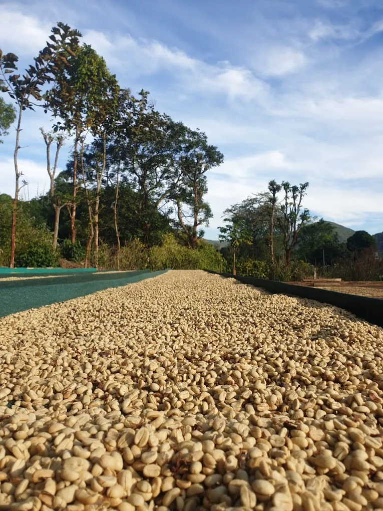 Washed Koraput parchment coffee drying on raised beds in Odisha